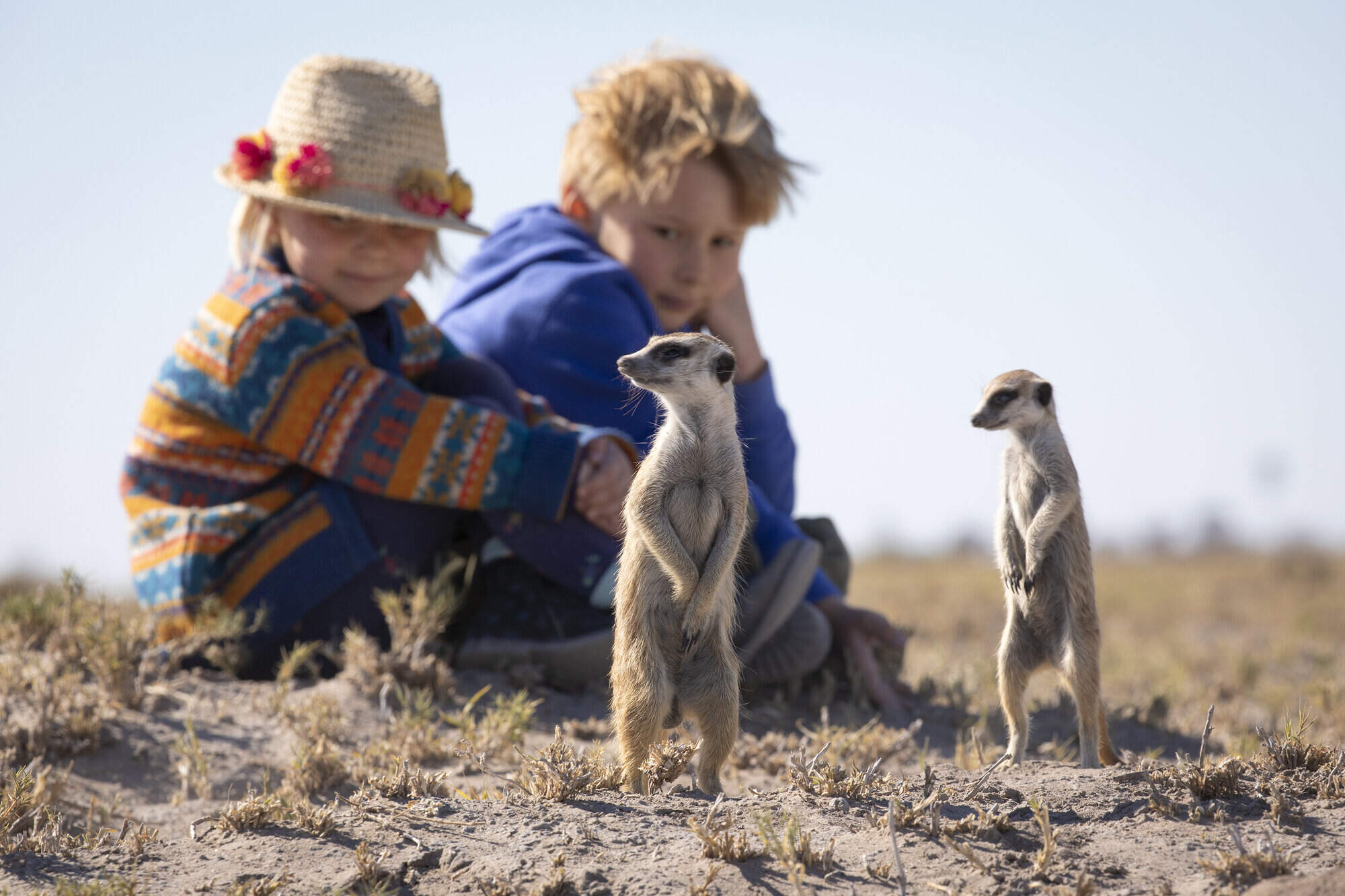 Kalahari wildlife