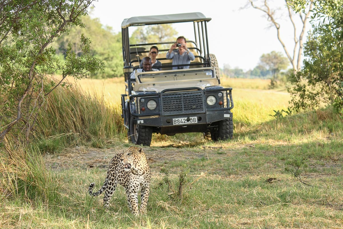 Khwai Community Area safari