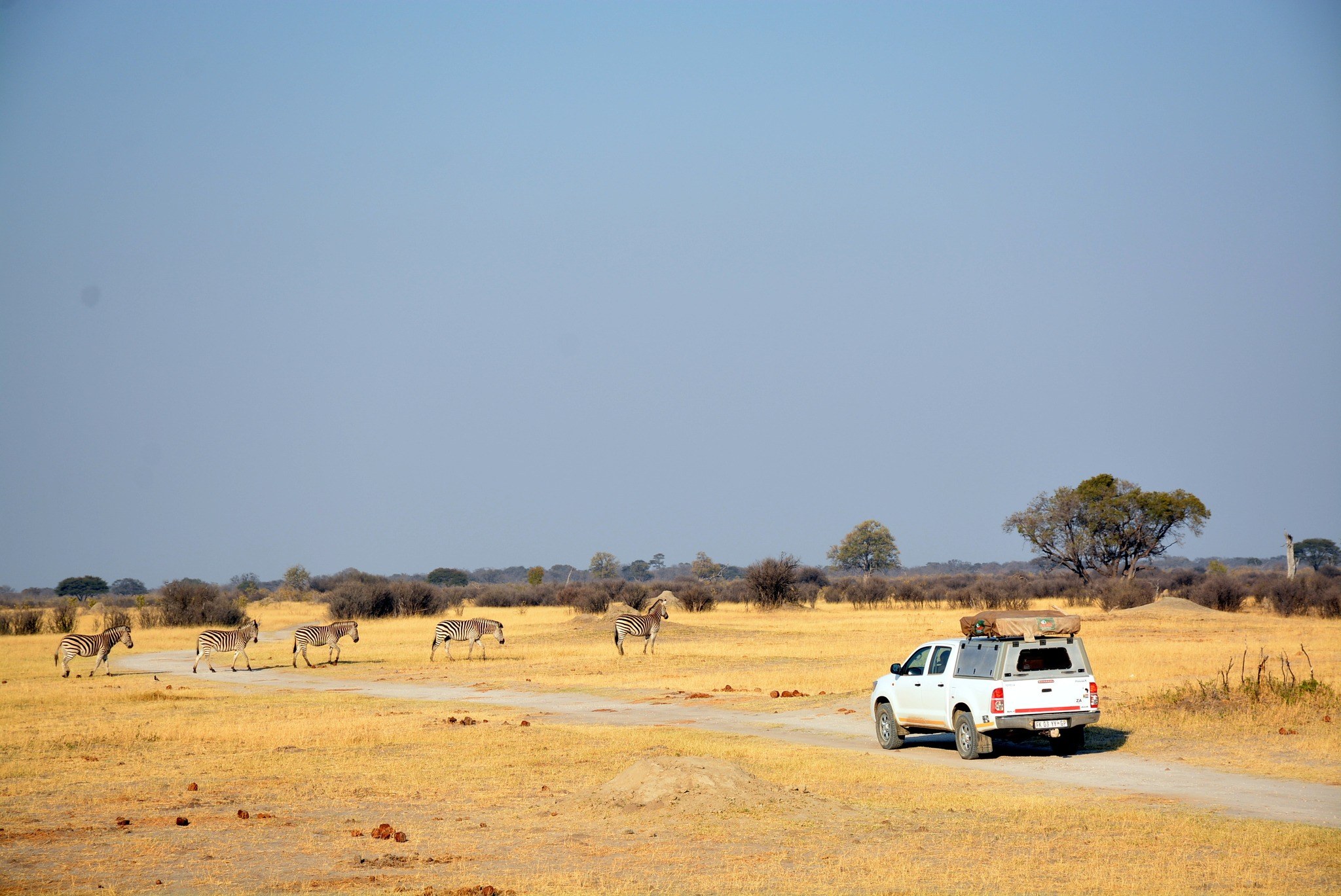 Savuti safari