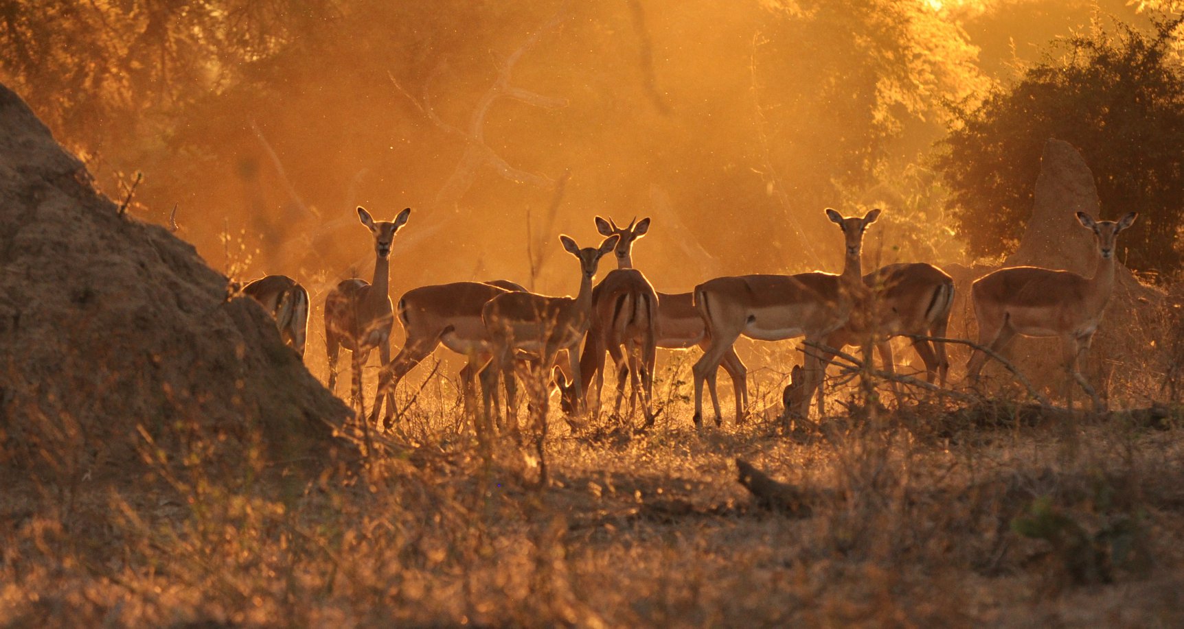 Botswana wildlife