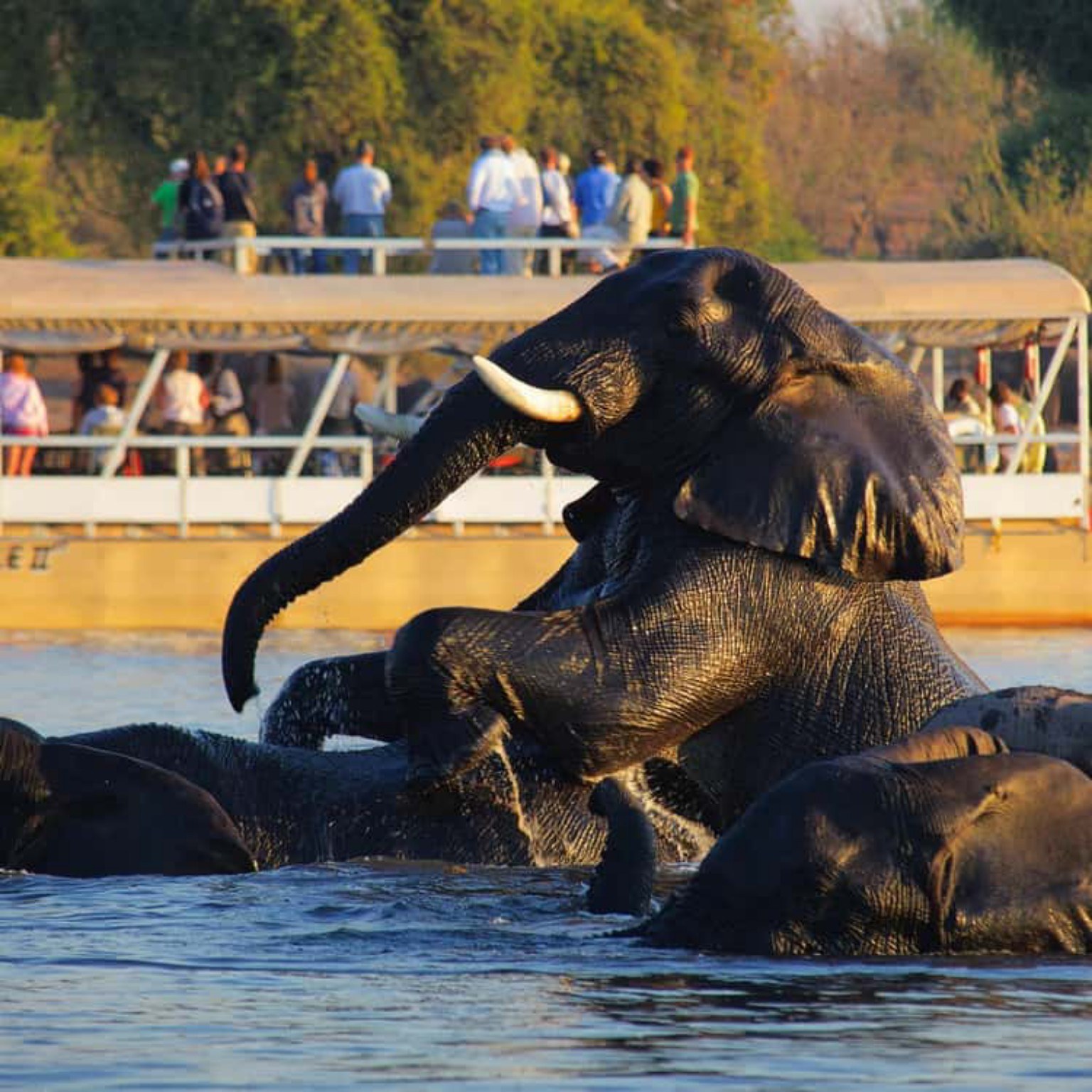 Chobe River wildlife