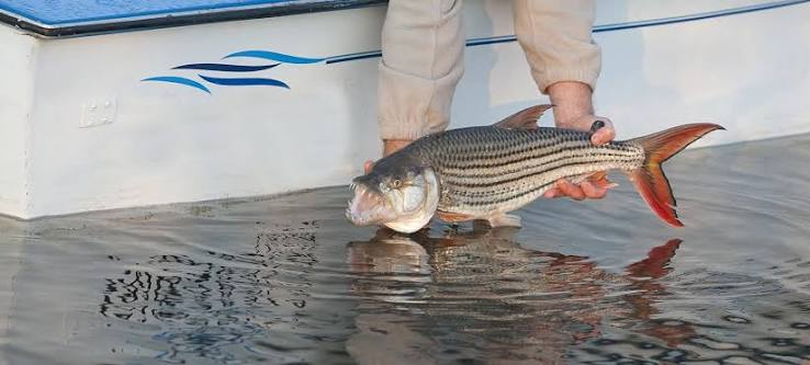 Fresh fishing catch