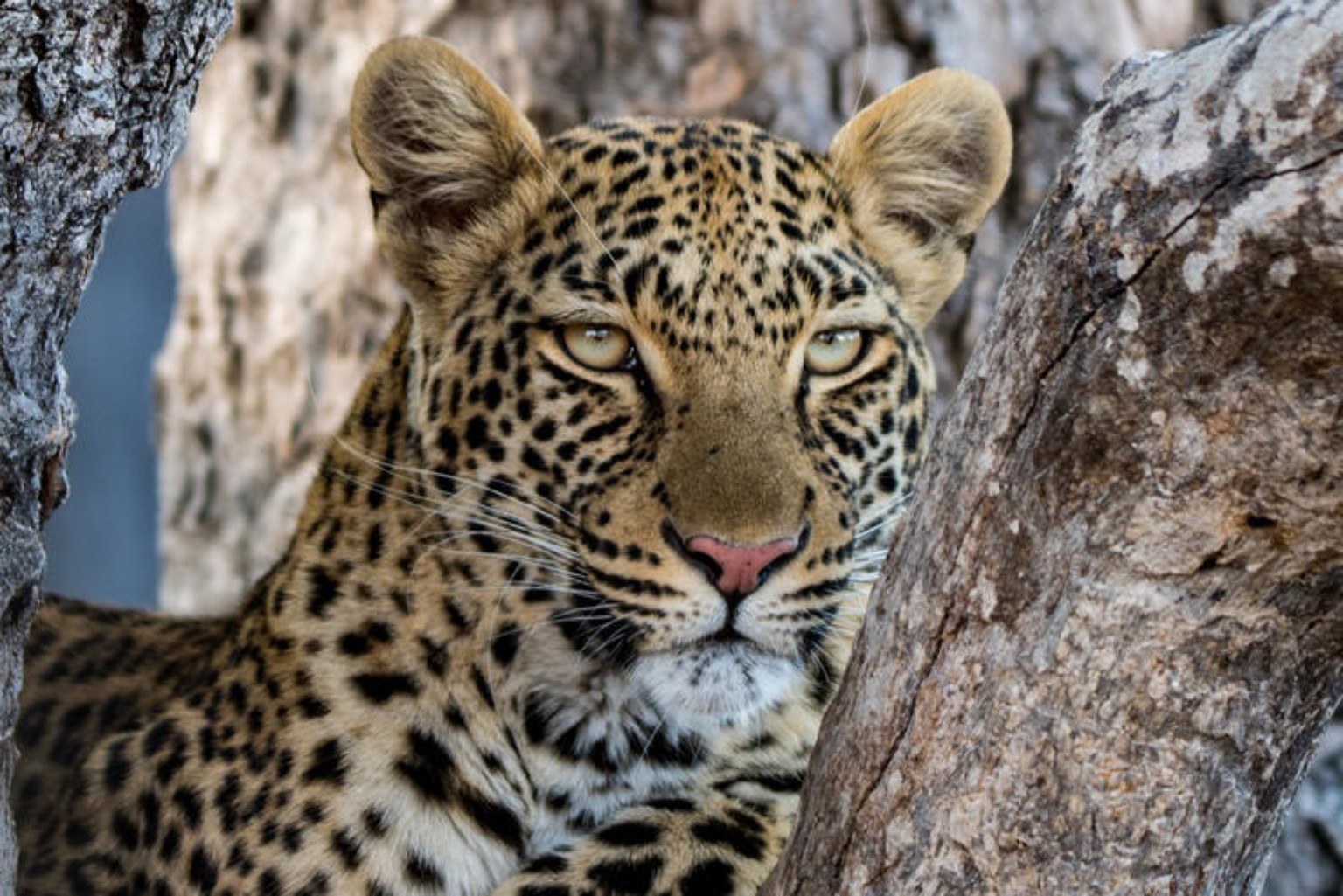 Okavango Delta wildlife