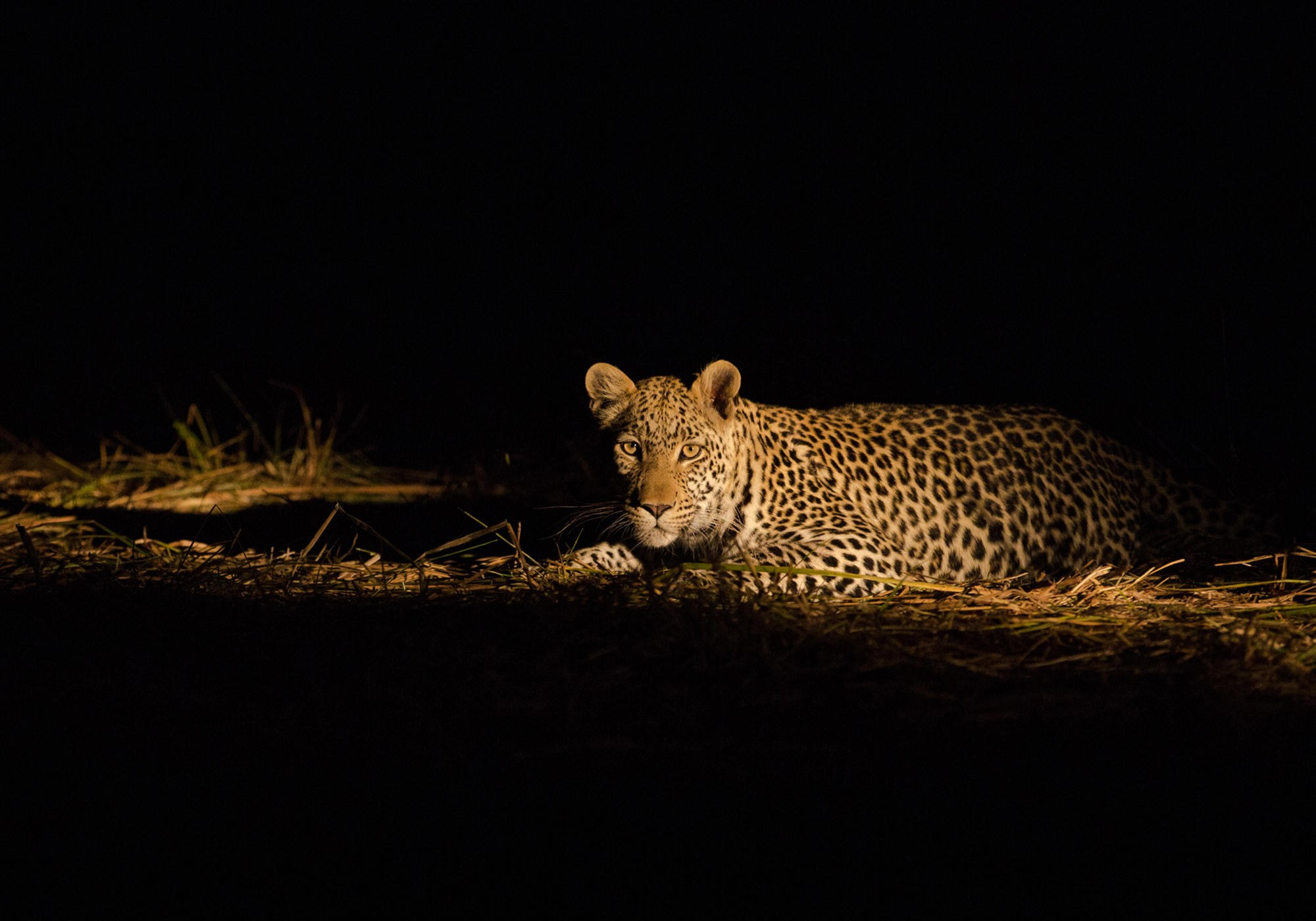 Night drive at Katavi